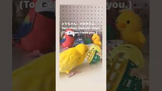 おしゃべりセキセイインコ、とりちゃん テーマソングを歌う Talking Budgie Torichan セキセイインコ おしゃべりインコ talkingbudgie shorts [upl. by Nahtonoj]