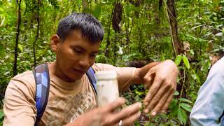 Indígenas peruanos a cargo de la vigilancia medioambiental de su Amazonía [upl. by Rehpotsirhc]