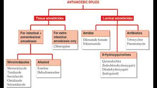 AntiAmoebic Drugs [upl. by Newcomer508]