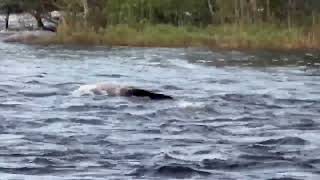 A black bear crossing an inlet to Seseganaga Lake in Ontario is such a cool sight [upl. by Yroffej]