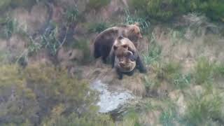 OSOS EN RABANAL DE ARRIBA Laciana León [upl. by Abbotsen]