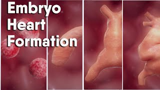 Do you know how is the Heart Formation In Embryo heart formation embryology animation [upl. by Adaven]