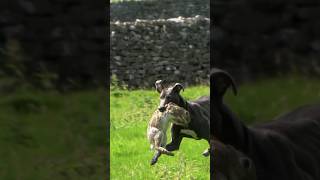 Blue 💙 ferreting rabbiting hunting lurcher workingdogs [upl. by Skoorb]