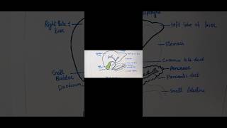 Liver amp associated organs easy diagram viralyoutubeshorts youtube ytshorts tranding [upl. by Ellett800]