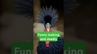 Cassowary The world’s most dangerous bird [upl. by Frida]