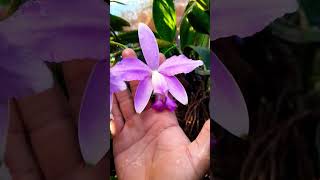 Cattleya Violácea var Concolor [upl. by Nhguavad958]