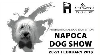 Napoca Dog Show 2016 [upl. by Imhsar]