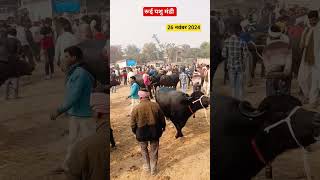 रूई पशु मंडी भोगांव उत्तर प्रदेश ll 26 नवम्बर 2024 ll rui pashu mandi cow buffalomandi livestock [upl. by Satterlee]