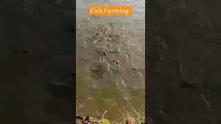 Fish farming music song [upl. by Gregg]