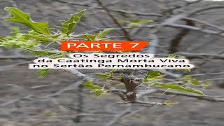 Os Segredos da Caatinga Morta Viva I Parte 7 I SERTÃO [upl. by Anauqahc]