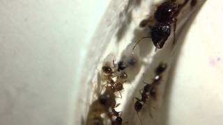 Pheidole megacephala Colony [upl. by Iver115]