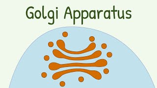 Golgi Apparatus [upl. by Stegman]