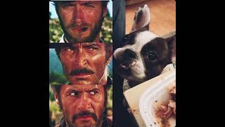 The Good the Bad and the Gürkchen😎 gürkchen bostonterrier dogs love sweet frenchbulldog [upl. by Megen]