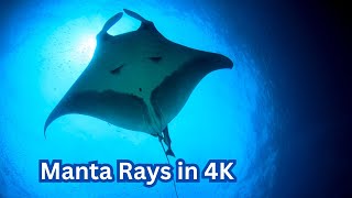 Manta Rays Oceanic Marvels in 4K [upl. by Costin]