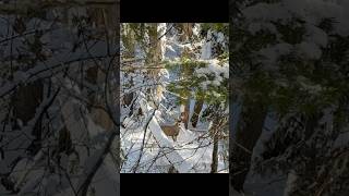 Healthy timber buck shorts muledeerhunting wildlife [upl. by Fry488]