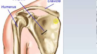 general anatomy 5  types of bone 1  by dr Sameh Ghazy [upl. by Suirtimid283]