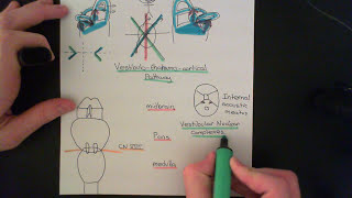 The Vestibular System Part 5 [upl. by Enilarak]