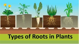 types of roots in plants taproot fibrousroot adventitiousroot tuberousroot etoddlers [upl. by Benetta]