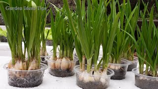 Useful Tips amp Tricks Balcony Gardening How to Grow Vegetables in Small Spaces for Beginners [upl. by Eimme]