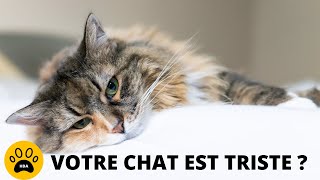 COMMENT SAVOIR SI MON CHAT EST TRISTE 👉 Les Signes qui Montrent que votre chat est Malheureux [upl. by Arda]