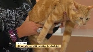 Så vet du om ditt husdjur är olyckligt  Nyhetsmorgon TV4 [upl. by Thaddeus]