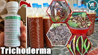 How to Use Trichoderma That You Never Know [upl. by Ahsekam469]