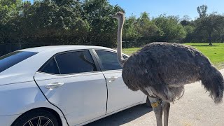 Unexpected Ostrich Encounter  You Wont Believe What Happened [upl. by Ainezey]