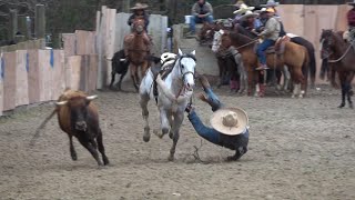 coleadero en el lienzo charro el zacatecano 03202021 [upl. by Marena]