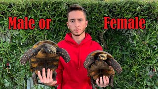 How To Sex Your Redfoot Tortoise [upl. by Nahtanaj]