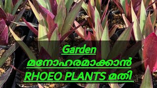 RHOEO PLANT CARE IN MALAYALAM by ramsy [upl. by Gnort]