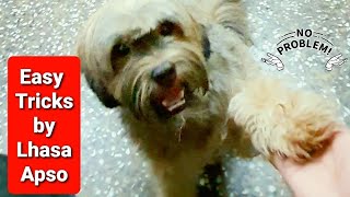 My Stubborn Lhasa Apso Doing Tricks  Dog Training  Good Student 👍😍😀🐶 [upl. by Sesiom]