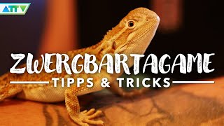 🦎ZWERGBARTAGAME anschaffen  Chillige Tipps amp Tricks zur Haltung  Wildes Deutschland [upl. by Fayola]