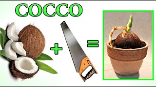 COCCO E FAI NASCERE UNA PIANTINA TRUCCO INCREDIBILE COCONUT COCUS [upl. by Eiralih]