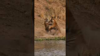 Lion vs lion fighting 😳😲🦅 lion viralvideo shortsvideo [upl. by Eidok617]