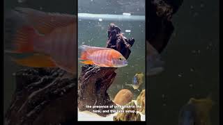 Did you know about cichlid and their aggression fishkeeping cichlid fish [upl. by Gerhardt]