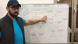 Pentose Phosphate Pathway 2 [upl. by Krakow]