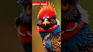 galavar Khali dolyat dhundiswapnil bandodkr song indianmusic love song marathimusic [upl. by Anahcar]