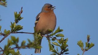 Chaffinch singing II [upl. by Palocz]