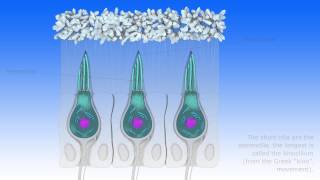 Vestibular proprioception [upl. by Ahsineb]