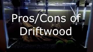 The Pros and Cons of having driftwood in your aquarium [upl. by Ahsyak]