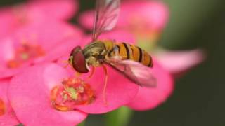 A Hover fly [upl. by Wilkey]