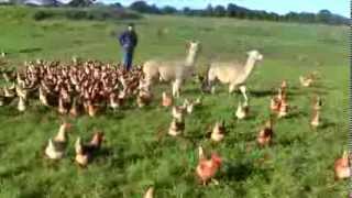 Alpacas Guarding FREE Range Egg farm [upl. by Dottie570]