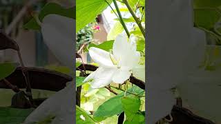 Bauhinia acuminata plant shortsvideo [upl. by Sukram]