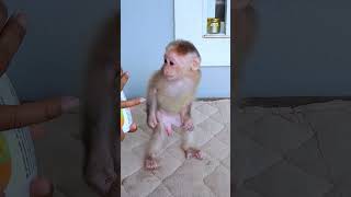 So Funny Clever cutis monkey Sokyaa monkey ReelsVideo animal [upl. by Etnovaj]