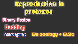 reproduction in protozoa  reproduction in protozoa class bs zoology protozoa reproduction Bsc [upl. by Naletak]