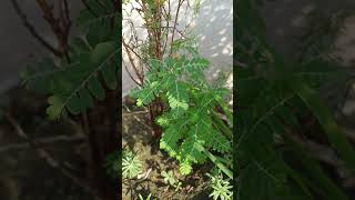 Phyllanthus niruri plant 🪴 grownaturally gardening plants [upl. by Eardnaed119]