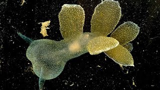 Facts The Hooded Nudibranch Lions Mane Nudibranch [upl. by Thackeray129]