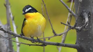 Yellowrumped Flycatcher Ficedula zanthopygia [upl. by Sampson]