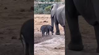 🔴Ecco perché i cuccioli di elefante sono tra gli animali più teneri e sorprendenti🔴 elefanti cute [upl. by Flory343]