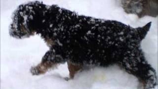 neige des chiots 2010wmv [upl. by Hanoj]